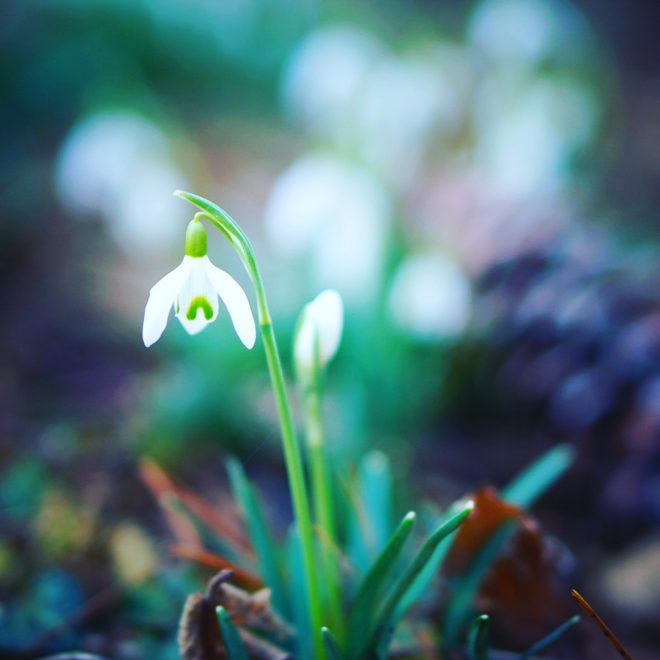 Der Garten Im Februar Die Farbe Kommt Und Das Aussaen Beginnt